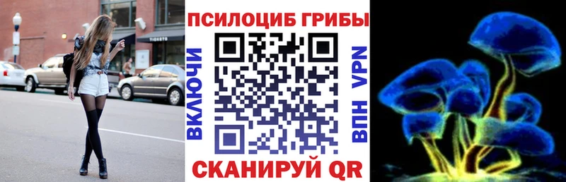 Купить где Белая Холуница Псилоцибиновые грибы Cubensis